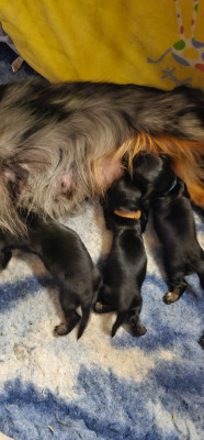 Les chiots de Teckel poil long