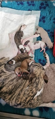 Les chiots de Whippet