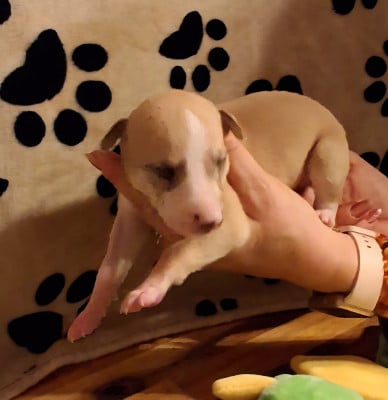 Les chiots de Whippet