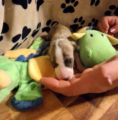 Les chiots de Whippet