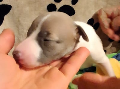 Les chiots de Whippet