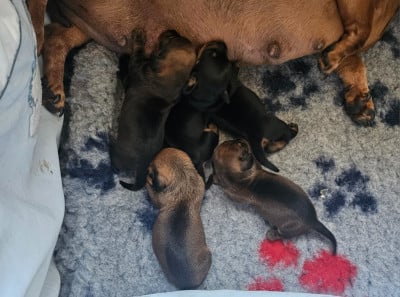 Les chiots de Teckel poil ras
