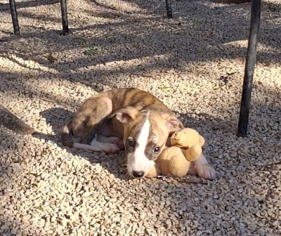 Les chiots de Whippet