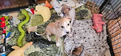 Les chiots de Whippet
