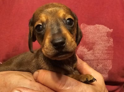 Les chiots de Teckel poil ras