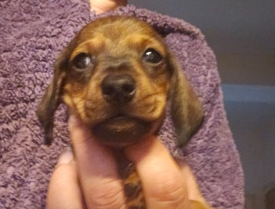 Les chiots de Teckel poil ras