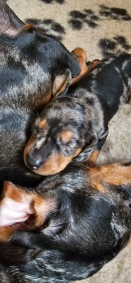 Les chiots de Teckel poil ras