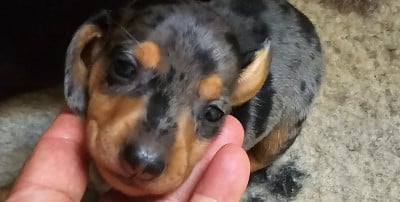 Les chiots de Teckel poil ras