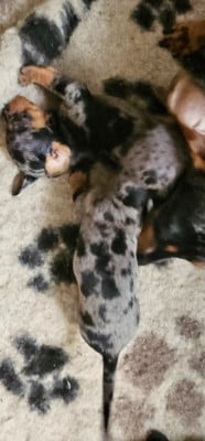 Les chiots de Teckel poil ras