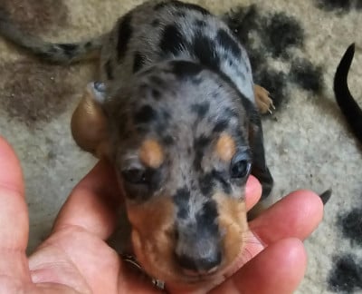 Les chiots de Teckel poil ras
