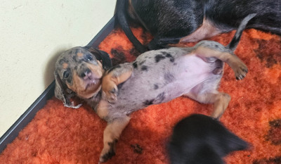 Les chiots de Teckel poil ras