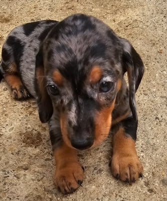 Les chiots de Teckel poil ras
