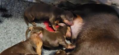 Les chiots de Teckel poil ras