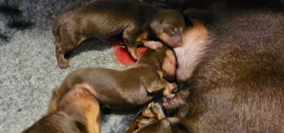 Les chiots de Teckel poil ras