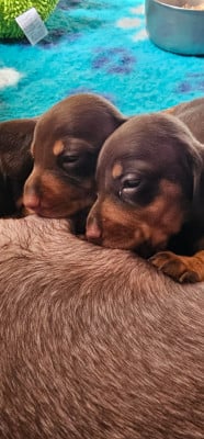 Les chiots de Teckel poil ras