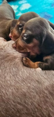 Les chiots de Teckel poil ras