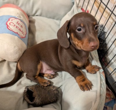 Les chiots de Teckel poil ras