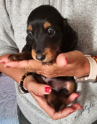 Les chiots de Teckel poil long