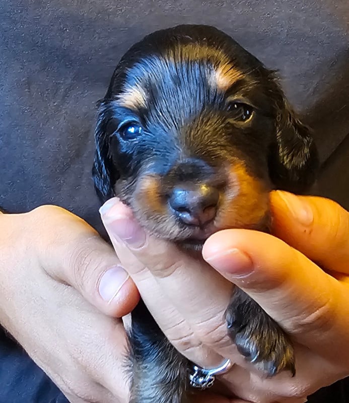 Teckel poil long - des amours du Charmaix