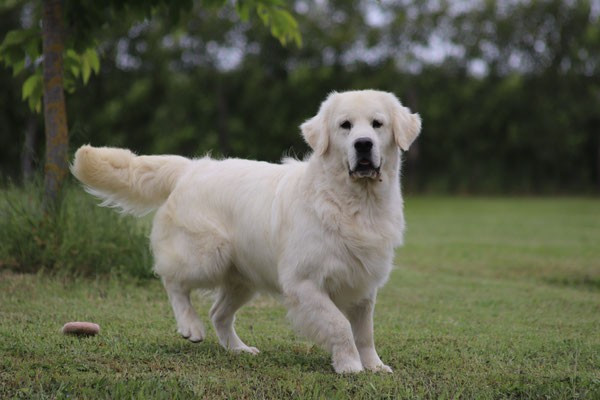 CH. Butterfl 'highland SkyFall