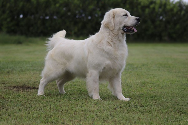 CH. Butterfl 'highland SkyFall