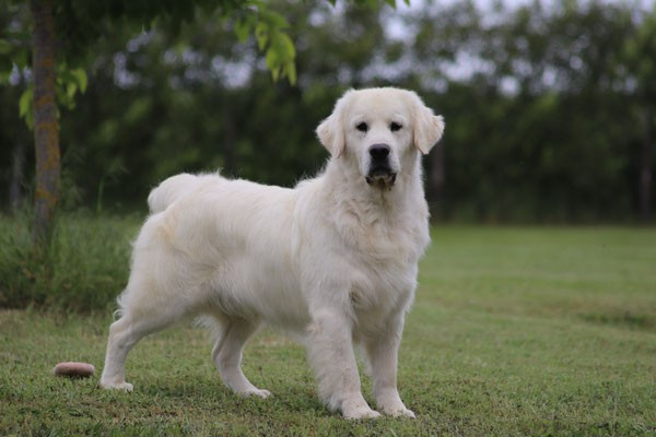 CH. Butterfl 'highland SkyFall