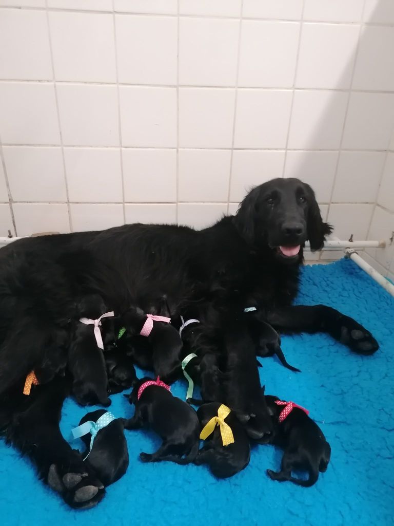 Butterfl 'highland - Chiot disponible  - Flat Coated Retriever