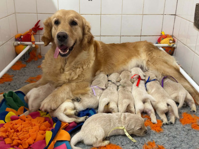 Les chiots de Golden Retriever