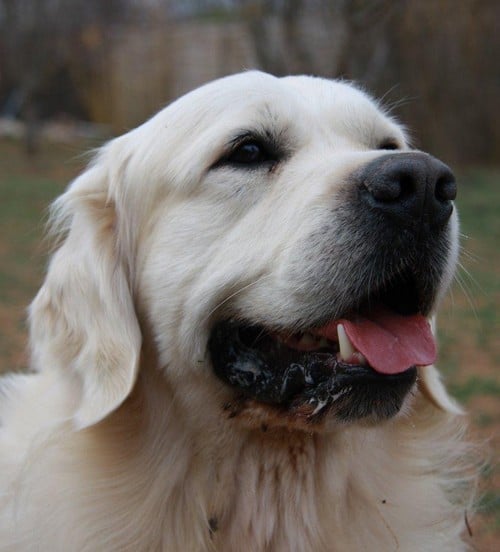 Publication : D'Or Et D'Amour Auteur : E.Brugidou