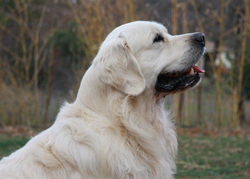 Publication : D'Or Et D'Amour Auteur : E.Brugidou