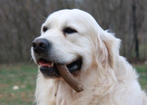 Publication : D'Or Et D'Amour Auteur : E.Brugidou