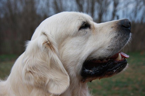 Publication : D'Or Et D'Amour Auteur : E.Brugidou