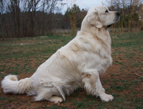 Publication : D'Or Et D'Amour Auteur : E.Brugidou