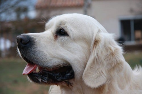 Publication : D'Or Et D'Amour Auteur : E.Brugidou