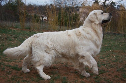 Publication : D'Or Et D'Amour Auteur : E.Brugidou