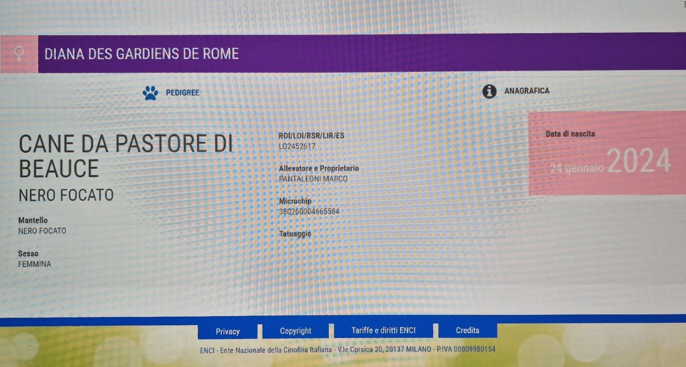 Diana Des Gardiens De Rome