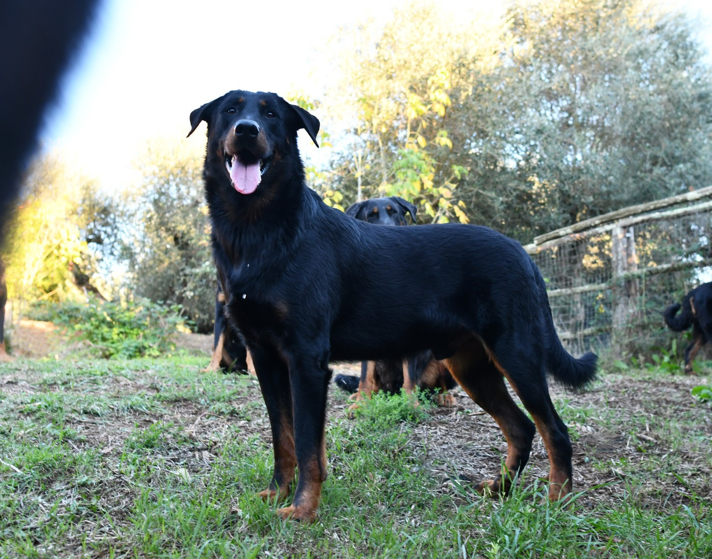 Tuor Des Gardiens De Rome