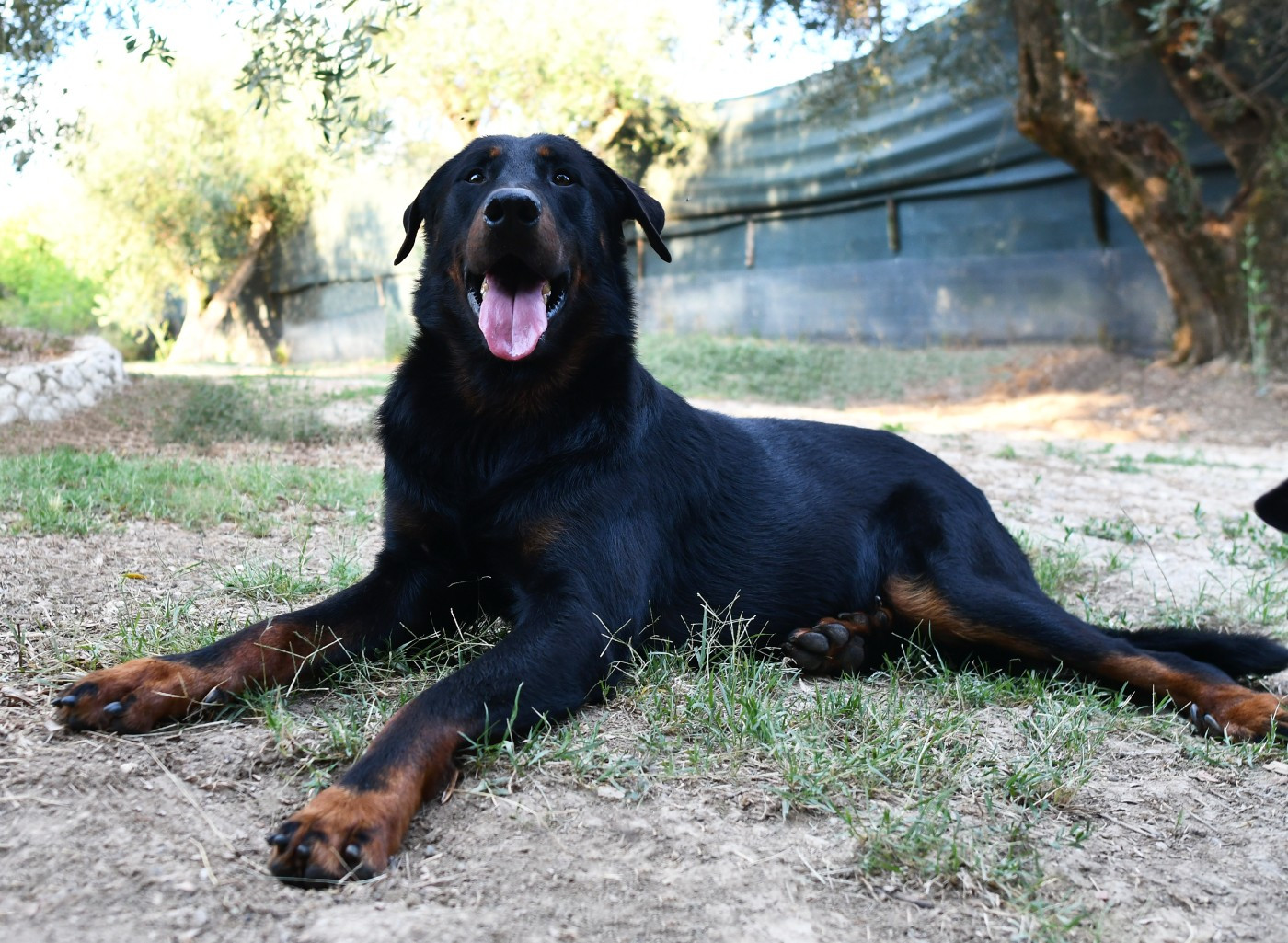 Tuor Des Gardiens De Rome