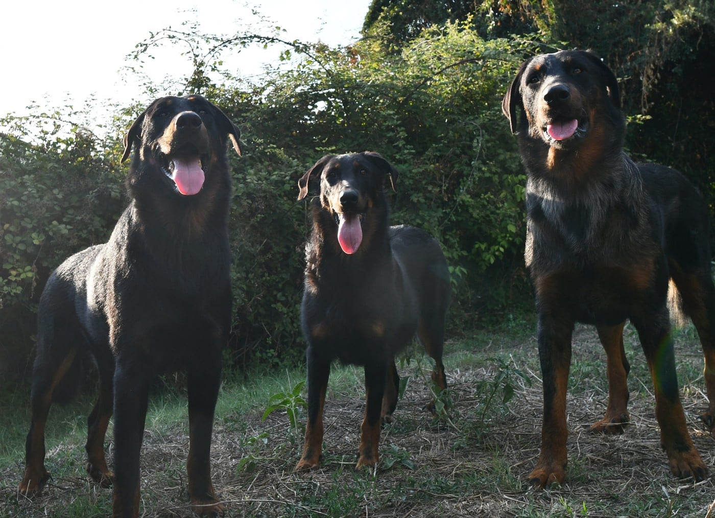 Tuor Des Gardiens De Rome