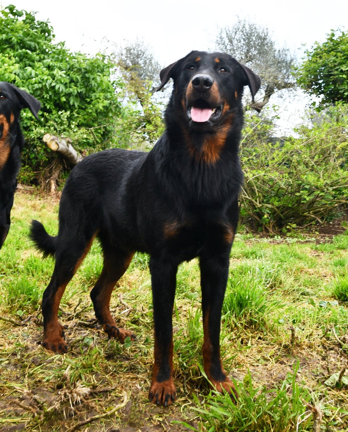 Tuor Des Gardiens De Rome