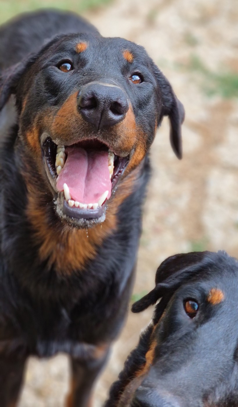 Tuor Des Gardiens De Rome