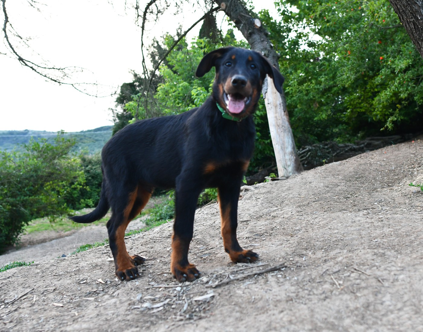 Tuor Des Gardiens De Rome