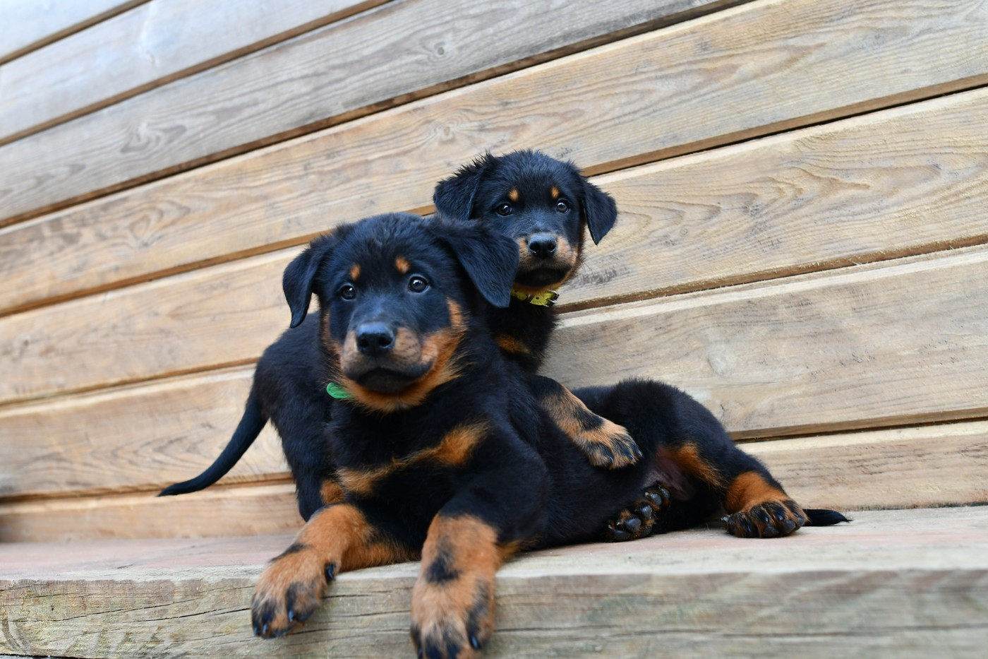 Tuor Des Gardiens De Rome