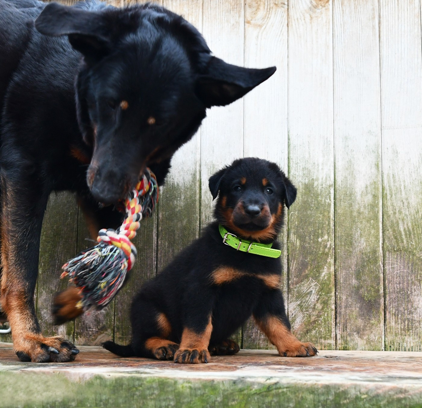 CHIOT 1 - male noir et feu