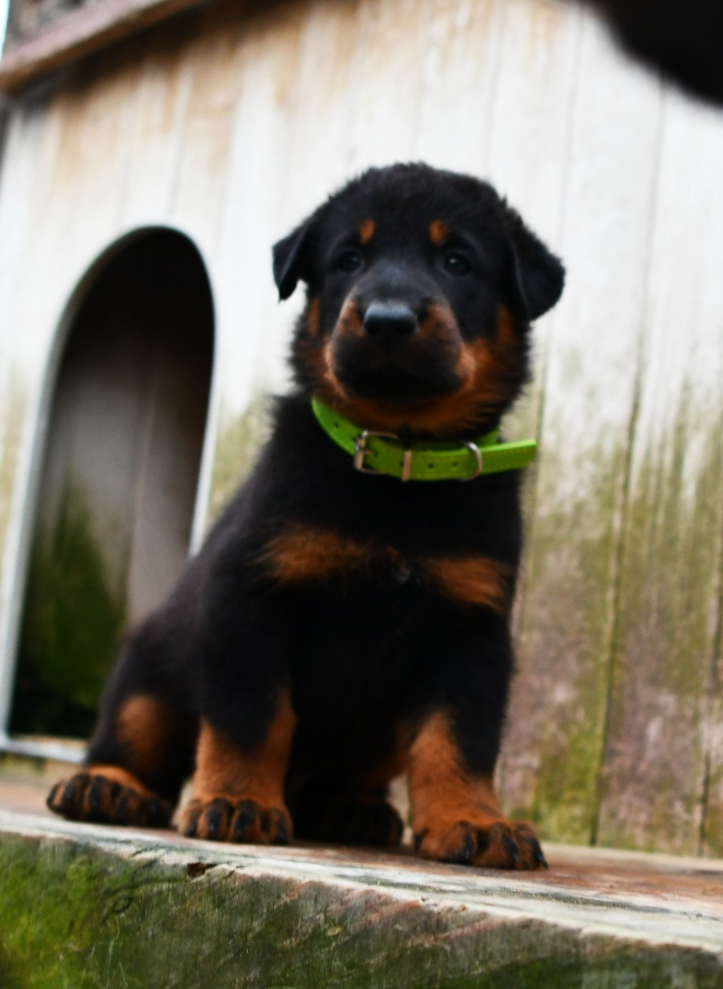 CHIOT 1 - male noir et feu