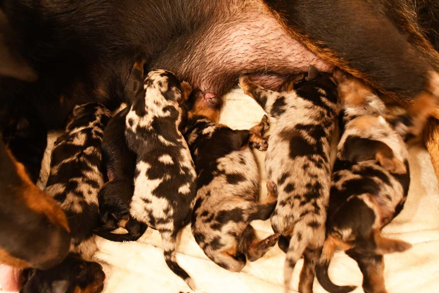 CHIOT 1 - Femelle arlequin