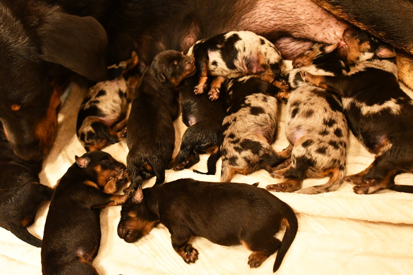 CHIOT 8 - Male arlequin