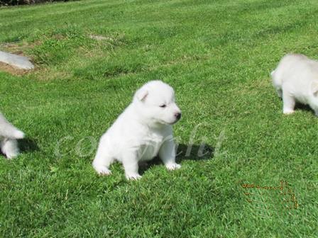 Sheytan's beauty Glamour by trinacria