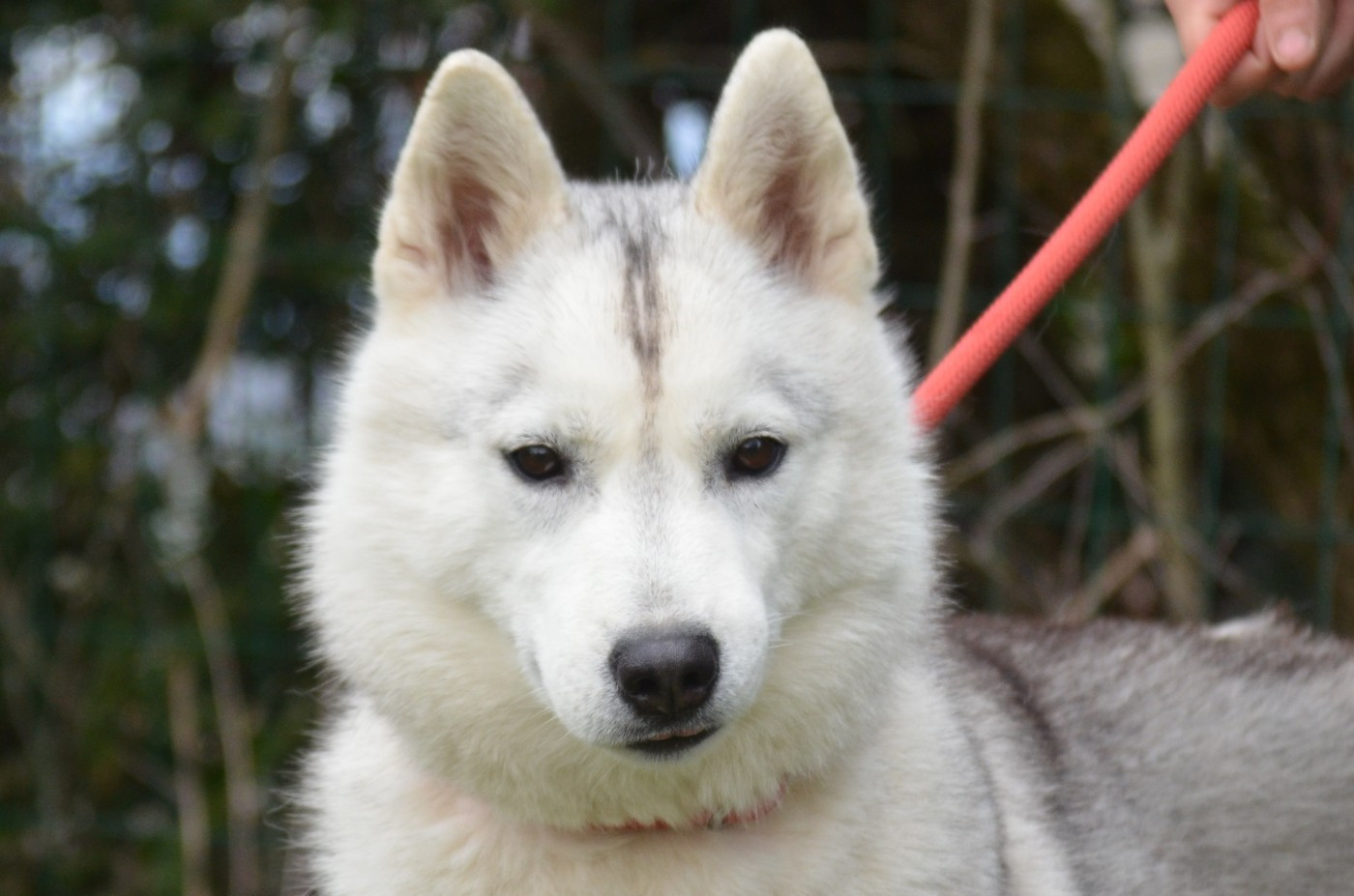 Publication : of Arctic Wolf Dream