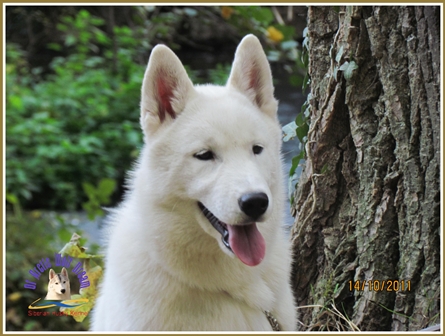 Sheytan's beauty Glamour by trinacria